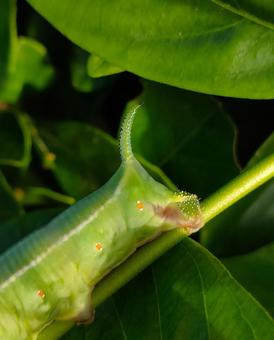 オオスカシバの幼虫の尻尾の写真