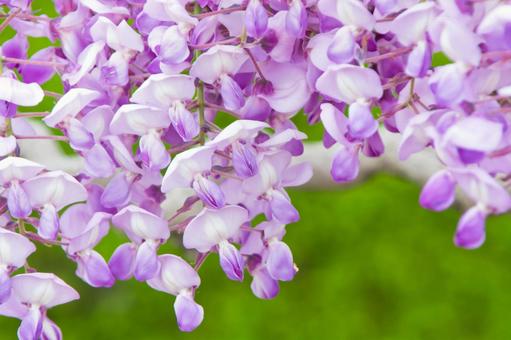 Close-up of wisteria flowers (purple), JPG Close-up of wisteria flowers (purple), JPG