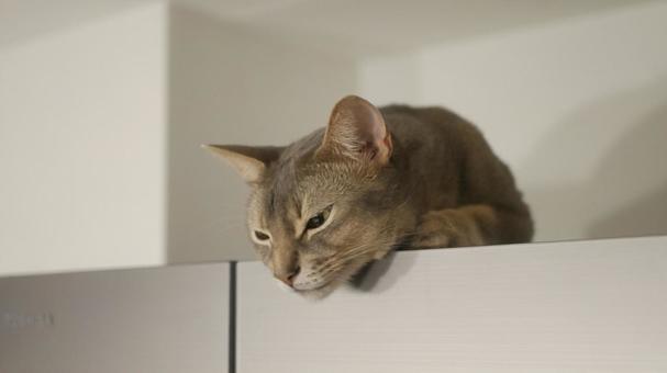 冷蔵庫からこちらを見る猫 冷蔵庫からこちらを見る猫の写真