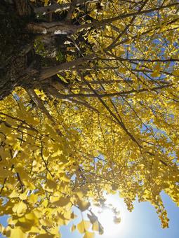 逆光に輝くイチョウの黄葉と秋空の風景 イチョウ,黄葉,秋の写真素材