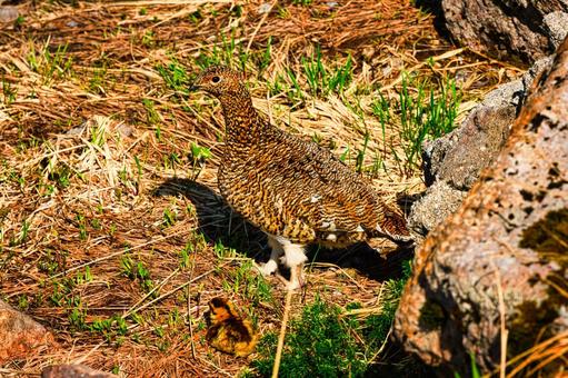 北アルプスの立山の室堂の雷鳥の親子 北アルプスの立山の室堂の雷鳥の親子 ライチョウ,雷鳥,鳥の写真素材