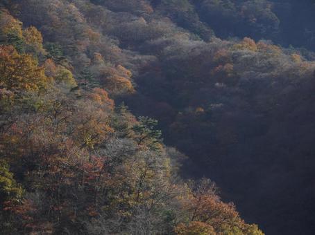 背景に合う山の黄葉 背景に合う山の黄葉の写真