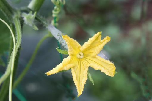 Cucumber flower and larvae, JPG