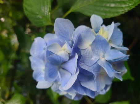 あじさい あじさい,紫陽花,初夏の写真素材