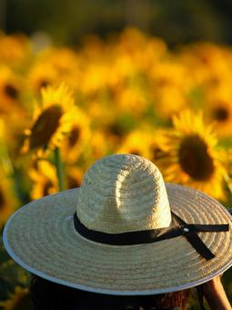 Photo, sunflower, sunflower field, summer, 