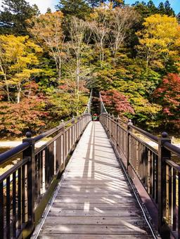 紅の吊り橋を渡る 塩原温泉,紅の吊り橋,紅葉の写真素材