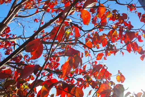 紅葉 紅葉の写真