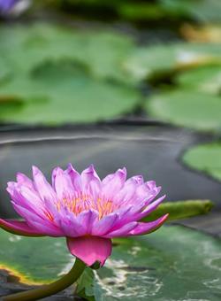 蓮の花 蓮の花の写真