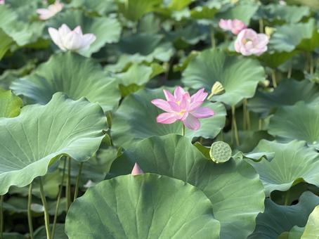 蓮の花 蓮の花の写真
