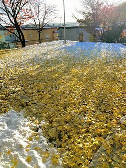 初雪と銀杏の写真