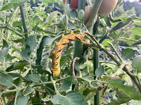Photo, moth, larva, eastern death&#39;s head hawk, 