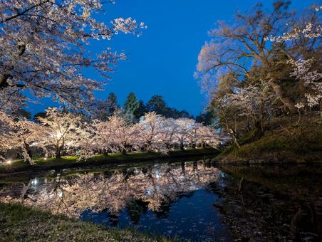 青森県弘前市 弘前公園 夜桜 4 青森県弘前市 弘前公園 夜桜 4の写真