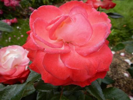 【薔薇の写真】バラの花 【薔薇の写真】バラの花 の写真