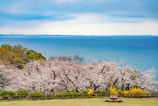 Photo, cherry blossoms, full bloom, sea, 