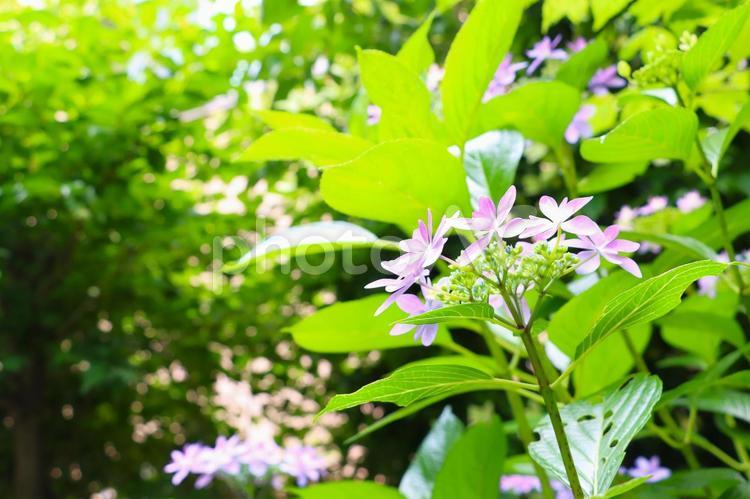 日差しを受けて輝くガクアジサイの花 紫陽花,ガクアジサイ,葉の写真素材