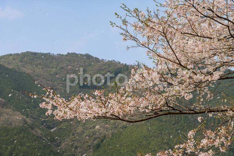 青空と山を背景に散る桜 桜,花,開花の写真素材