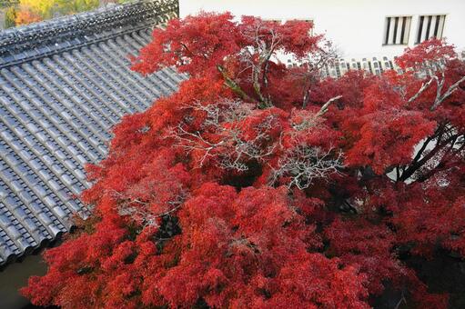 世界文化遺産　姫路城（白鷺城）の紅葉 姫路城,白鷺城,城の写真素材