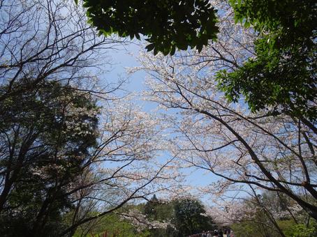 Photo, april, cherry blossoms, petal, 