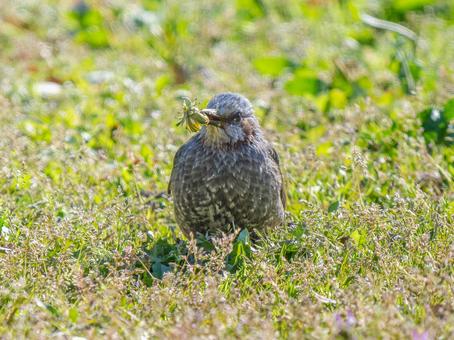タンポポを食べるヒヨドリ タンポポを食べるヒヨドリの写真