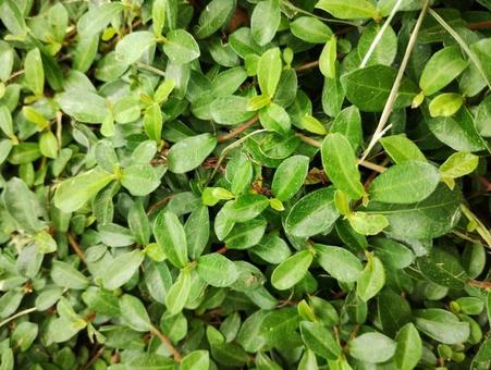 植物の背景01 植物の背景01の写真