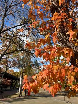 秋の葉 自然,風景,秋イメージの写真素材