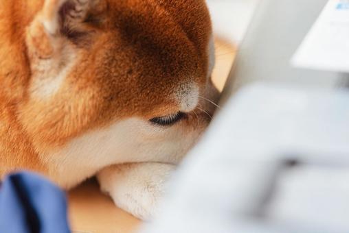 按摩器の陰で気持ち良さそうに眠る柴犬 柴犬,しばいぬ,日本犬の写真素材