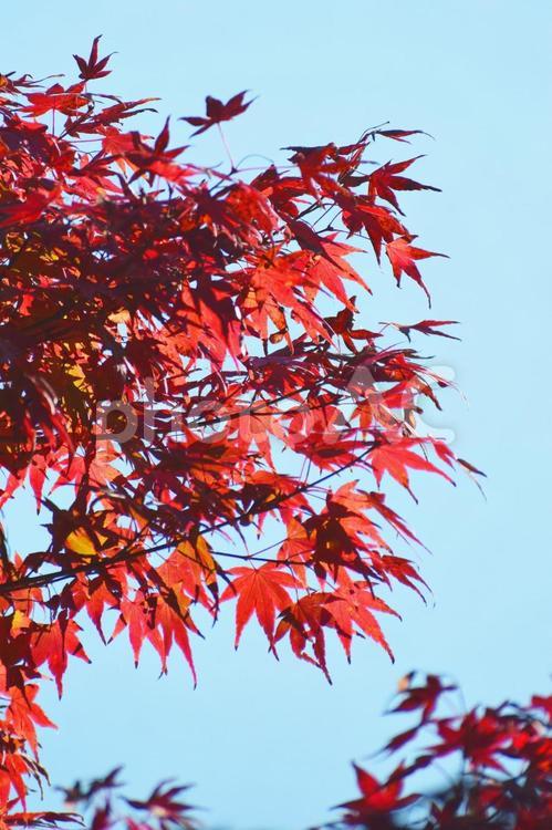 鎌倉の紅葉 紅葉,もみじ,モミジの写真素材
