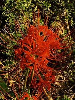 彼岸花(曼珠沙華)赤 彼岸花(曼珠沙華)赤の写真