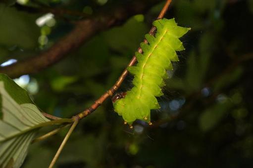 オオミズアオ幼虫 オオミズアオ幼虫 オオミズアオ,オオミズアオの幼虫,イモムシの写真素材