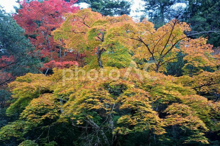 秋まっ盛りの紅葉樹 紅葉,こうよう,もみじの写真素材