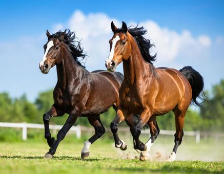 午年フォト・晴れた日の牧場と馬 午年フォト・晴れた日の牧場と馬の写真