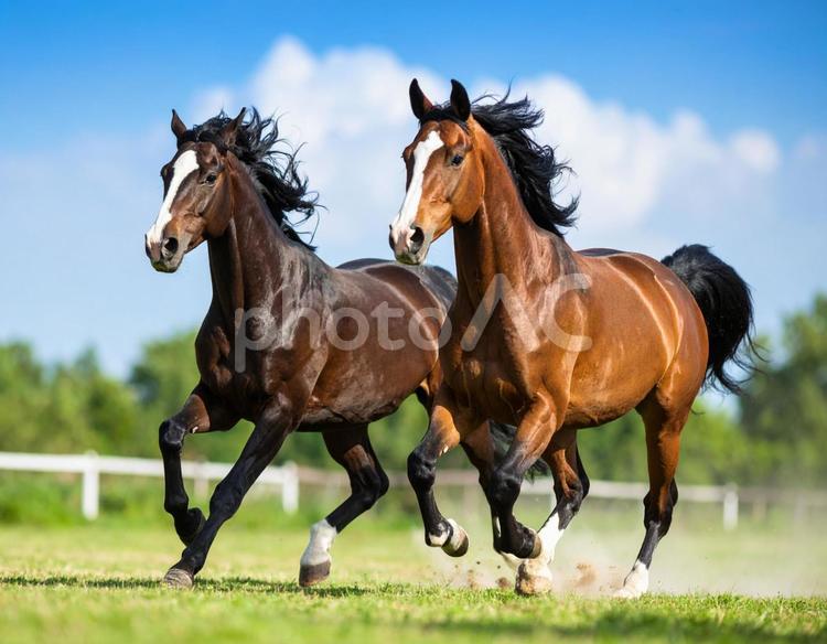 午年フォト・晴れた日の牧場と馬 午年,馬,牧場の写真素材