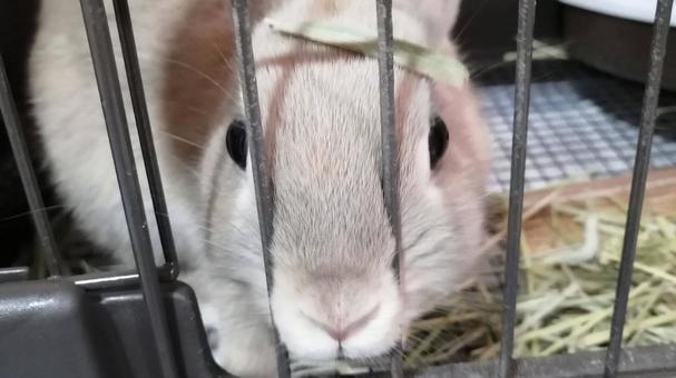 Photo, rabbit, cage, animal, 