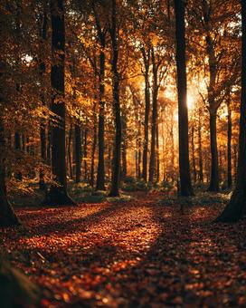 森の木々の間に差し込む夕日の光の写真