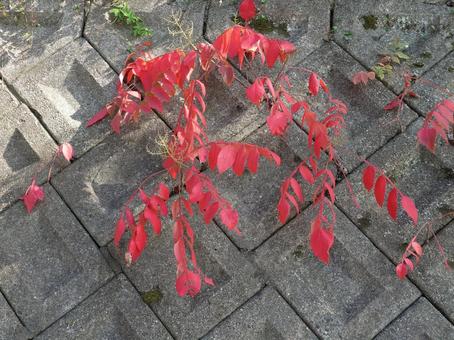 石垣から生える紅葉2 紅葉,石垣,秋の写真素材