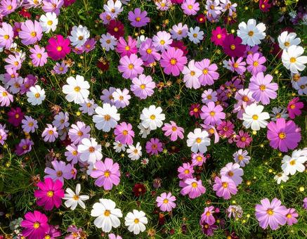 コスモスがいっぱい1 コスモスがいっぱい1の写真