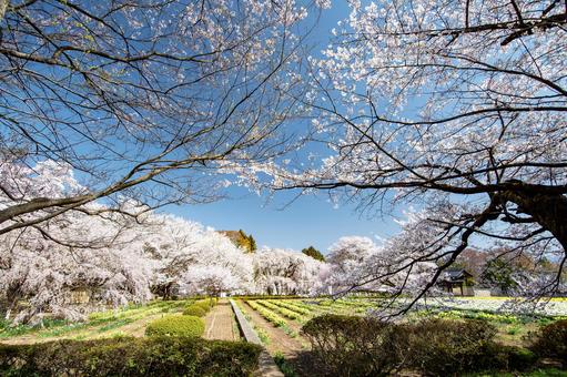 神社の桜 桜,神社,実相寺の写真素材