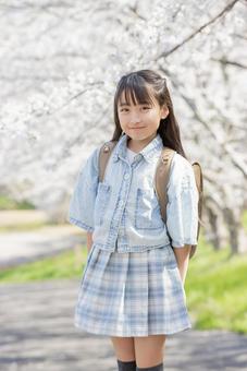桜並木 小学生 小学生,桜,女性の写真素材