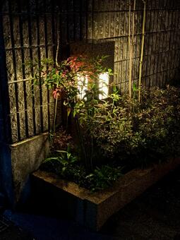 街角にてライトアップされる楓 楓,モミジ,街角の写真素材