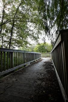 緑豊かな森の中にある静かな散歩道 橋,木橋,木道の写真素材