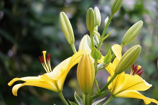 スカシユリ・パビア黄色の大輪上向きの花 スカシユリ・パビア黄色の大輪上向きの花 スカシユリ,パビア,黄色の写真素材