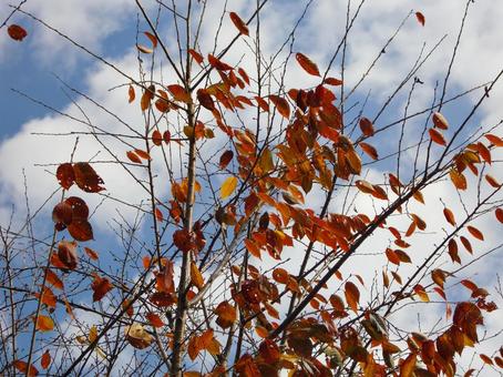 Remaining autumn leaves-1, JPG Remaining autumn leaves-1, JPG