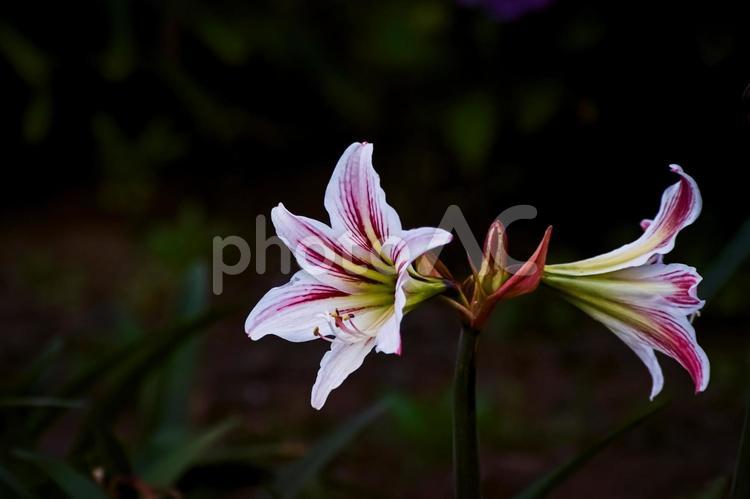 ＜素材＞梅雨の斑入りのテッポウユリの花 テッポウユリ,鉄砲百合,花の写真素材