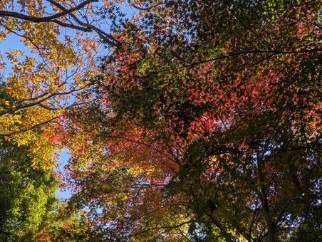 紅葉 紅葉,秋,自然の写真素材