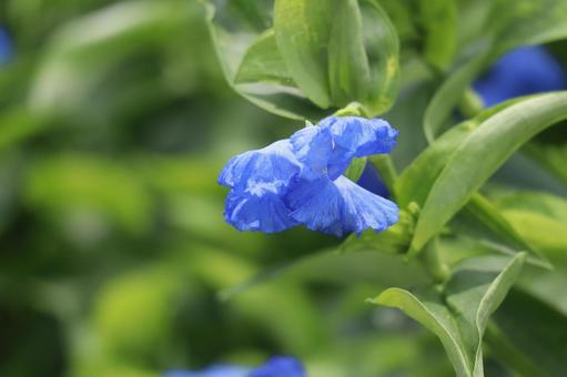 アオバナの青い花びらの花のアップの写真