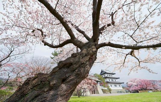 松前城の桜 松前城の桜の写真