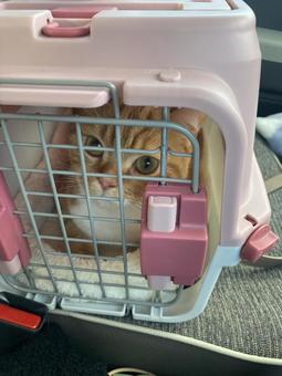輸送中の猫 輸送中の猫の写真