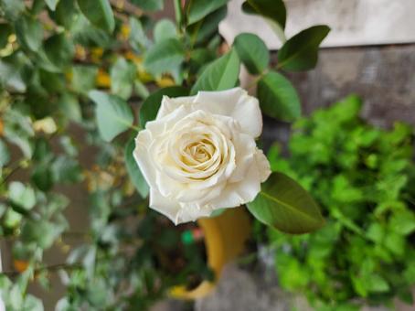 Photo, japanese rose, flowering, plant, 