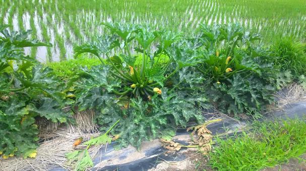 畑のズッキーニ ズッキーニ,花粉,ズッキーニの雄花の写真素材