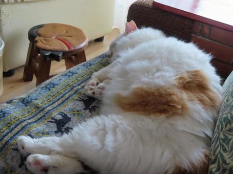 202510 我が家のにゃんこ ねこ,ネコ,三毛猫の写真素材